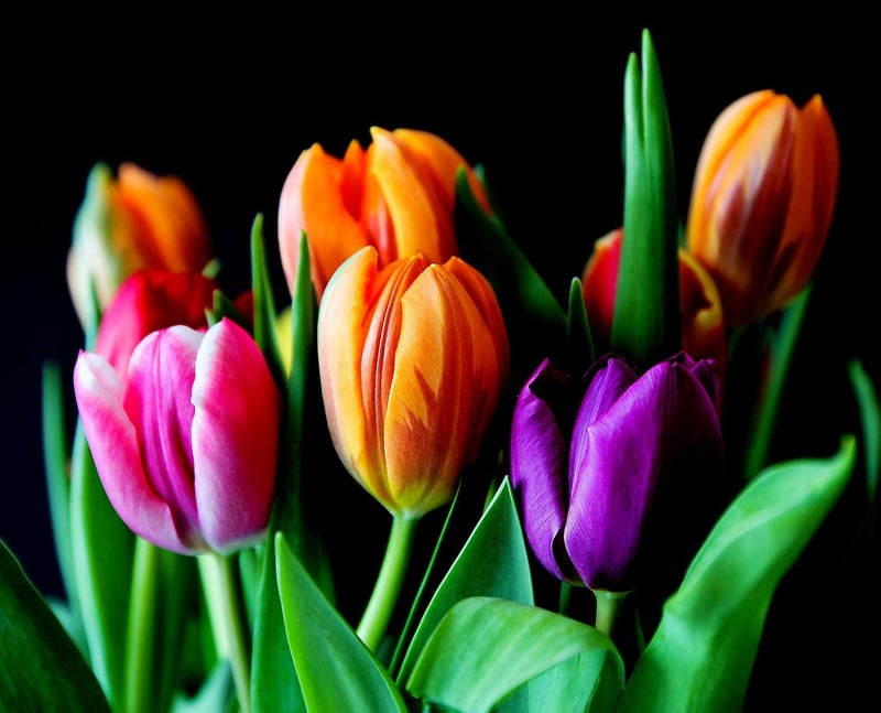 Botanical Arrangements